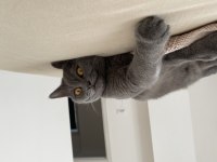 9 Aylık Eğitimli British Shorthair (cins kedi)