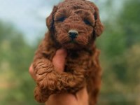 Kore Toy Poodle