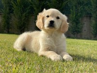 Baby Face Golden Bebeklerimiz Aşıları Tam