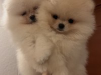 Pomeranian ayı yavrumuz