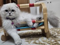 Scottish Fold Blue Point Beyaz