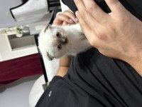 Prenses scottish fold aşıları var
