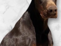 Çocuklarla arası mükemmel aile dostu European doberman