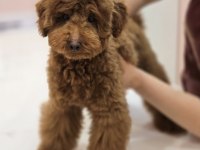 Teddy Face Red Toy Poodle