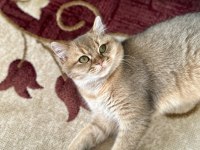 Golden NY12 British Shorthair