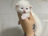 2 aylık safkan maine coon yavrularımız