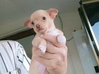 Dişi 43 Günlük Chihuahua