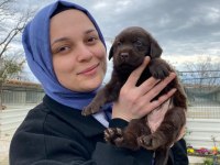 Labrador yavrularımız