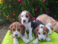 Safkan beagle yavrularımız
