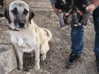 Sivasın has kangalları