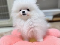 2 aylık moskova kökenli pomeranian boo yavruları