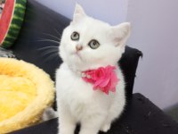 Safkan Silver Chinchilla rengi yavrular Catteryden