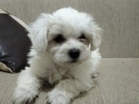 KAR BEYAZ MALTESE YAVRULAR