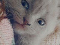 Yavru scottish fold kediler