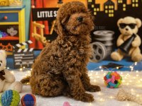 Kore Poodle Yavru