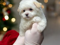 Teacup maltipoo son dişi yavrumuz
