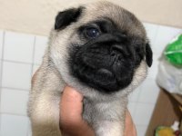 Pug miniklerim ailesini arıyor