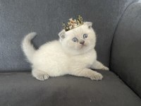 Orjinal sağlıklı garantili scottish fold yavrular