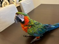 Zibrit Macaw 10 Aylık Ful Evcil