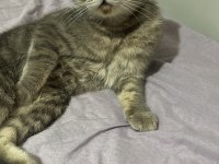 Scottish Fold 7 Aylık Dişi
