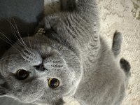 Pasha İçin gelin arıyoruz scottish fold