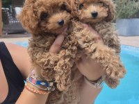 Eğitilebilir Toy Poodle Yavruları ile Evinize Neşe Katın