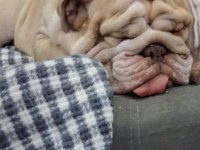 PREMİUM EGZOTİK İNGİLİZ BULLDOG ÖZEL DOST