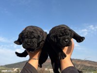 Irk Garantili Cane Corso Yavrular – Özel Bakımlı