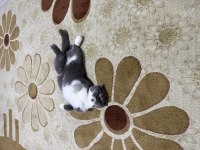 2 yaşında scottish fold