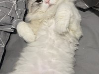 british longhair kediler