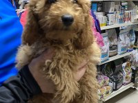 UYGUNA 3 AYLIK ERKEK TOY POODLE 
