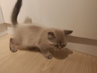 3 aylık british shorthair yavrular