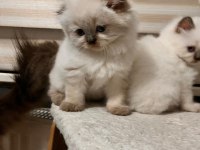 British longhair yavrularımız sahiplerini bekliyor
