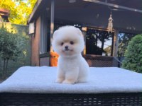 Sağlık ve ırk garantili Pomeranian