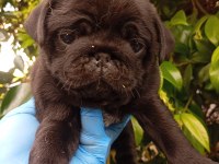 A KALİTE SIFIR BURUN PUG BEBEKLER IRK VE SAĞLIK GARANTİLİ