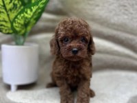 Reb Brown Toy Poodle Bebekler