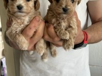 Maltipoo Kore kan bebekler