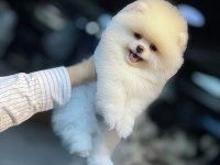 Excatly Teddy Bear-Ayı Suratlı Şecereli Pomeranian Bebekler