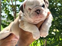 ÜST DÜZEY İNGİLİZ BULLDOG YAVRULAR