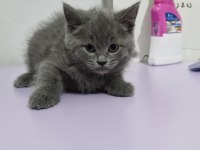 Erkek british shorthair yavrumuza yuva arıyoruz