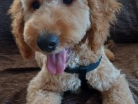 Köpeğimiz yeni yuvasını arıyor