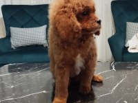 Toy poodle oğlumuz