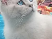 7 aylık erkek british shorthair kedimiz