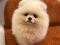 Pomeranian bebekler