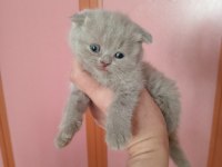 Safkan teslime hazır bebek kediler