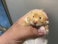 BIDIK HANIM HAMSTER (TEDDY TURUNCU)