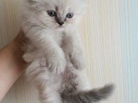 İran Persian yavrularımız