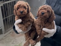 Toy Poodle Bebekler Yeni Yuvasına Gitmeye Hazır