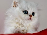 Best British Longhair Type Kitten