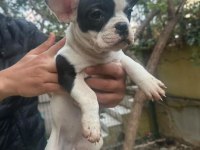 French bulldog yavru